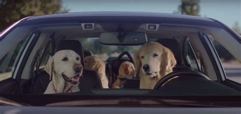 subaru dog tested drop off|barkleys subaru dog.